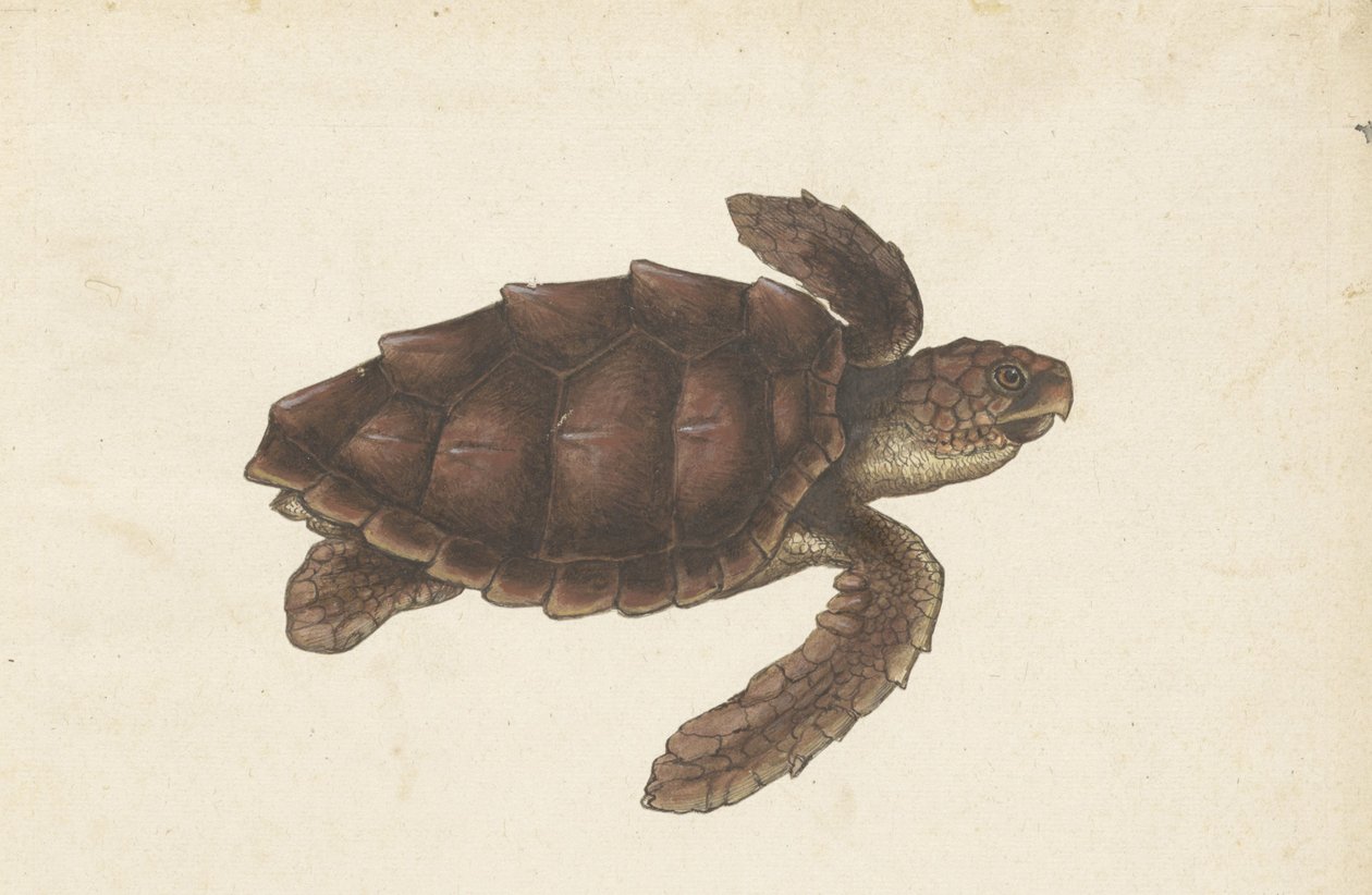 Deniz Kaplumbağası Tortugas - Eretmochelys imbricata / Hawksbill Turtle / Hawksbill Turtle (nesne üzerindeki başlık) Lombard albümü (seri başlığı) by Anonymous