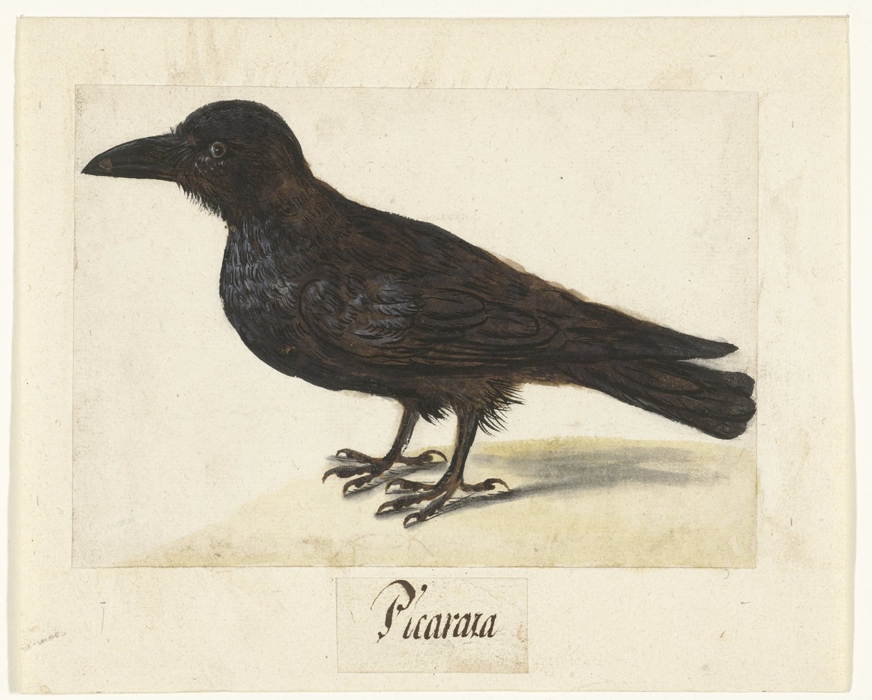 Carrion Crow Picaraza (nesne üzerindeki başlık) Lombard albümü (seri başlığı) by Anonymous