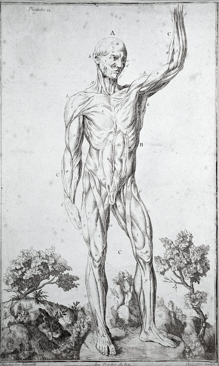 İnsan kas sisteminin anatomik çalışması (gravür by Anonymous Anonymous