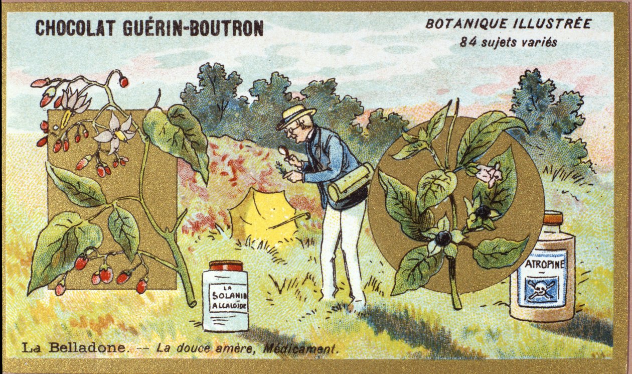 Belladonna: tatlı acı, ilaç. Gravür (kromo). 19. yüzyılın sonlarında Guerin-Boutron çikolataları için reklam kromolitografisi. Illustree Botanik Serisi. by Anonymous Anonymous