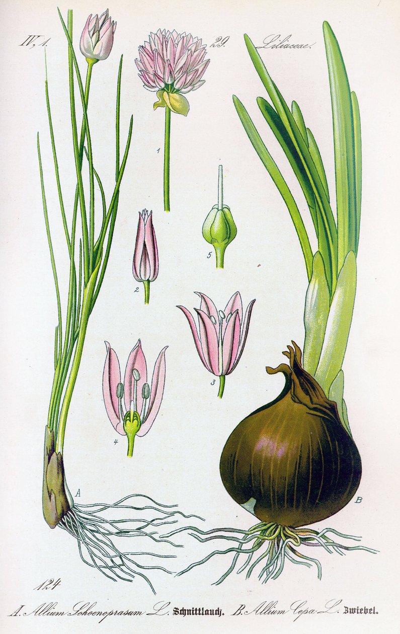 Botanik tahtası: Allium schoenoprasum (soğan) ve allium cepa (soğan). Levha 29. Özel Koleksiyon by Anonymous Anonymous
