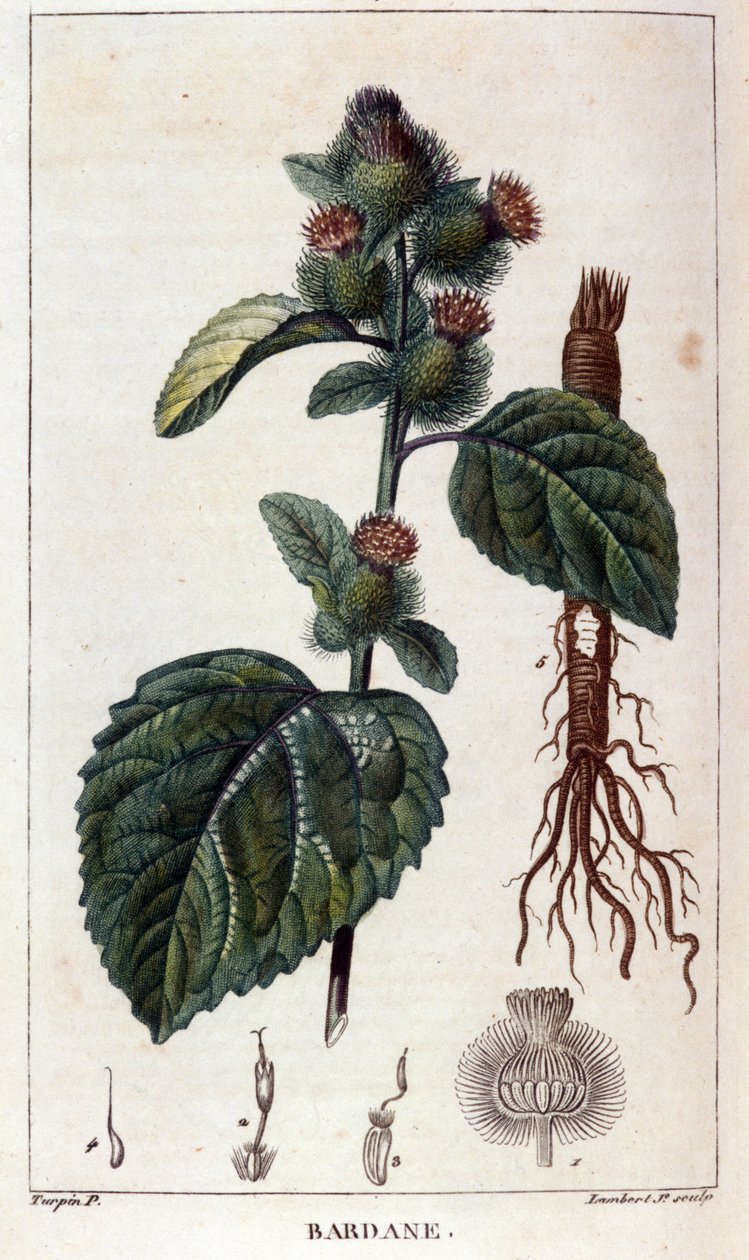 Botanik kurulu: dulavratotu (arctium). 19. yüzyıl renkli gravür. by Anonymous Anonymous