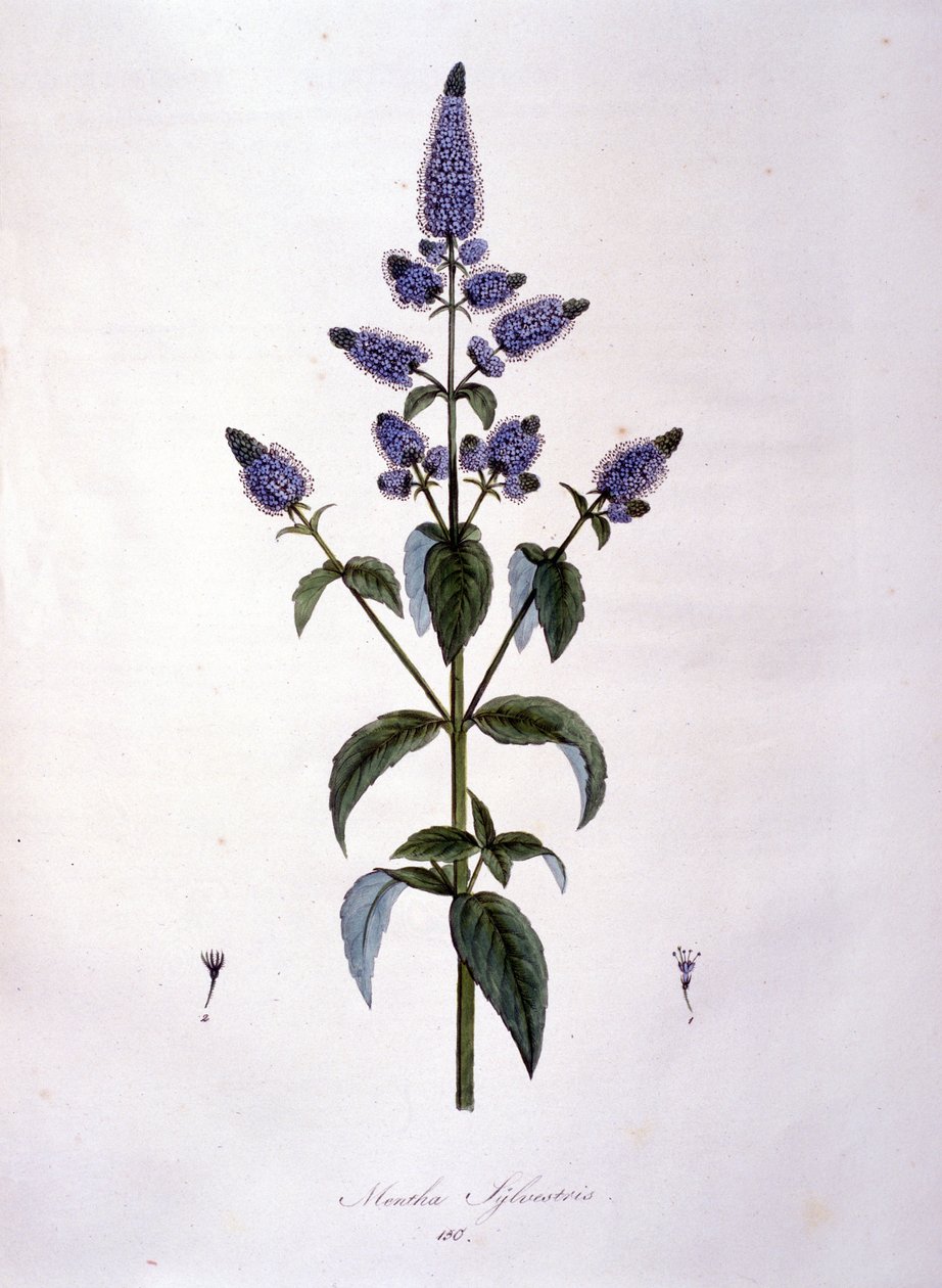 Botanik tahtası: yabani nane (mentha sylvestris). 19. yüzyıl gravürü. by Anonymous Anonymous
