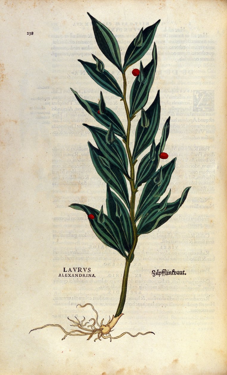 Botanik plaka: laurus alexandrina (Laurier d