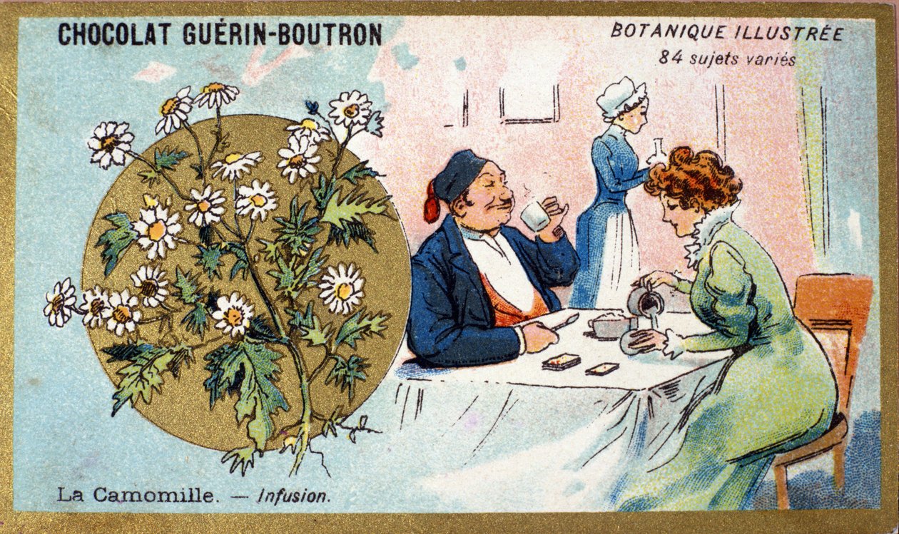 Papatya: infüzyon. Gravür (kromo). 19. yüzyılın sonlarında Guerin-Boutron çikolataları için reklam kromolitografisi. Illustree Botanik Serisi. by Anonymous Anonymous