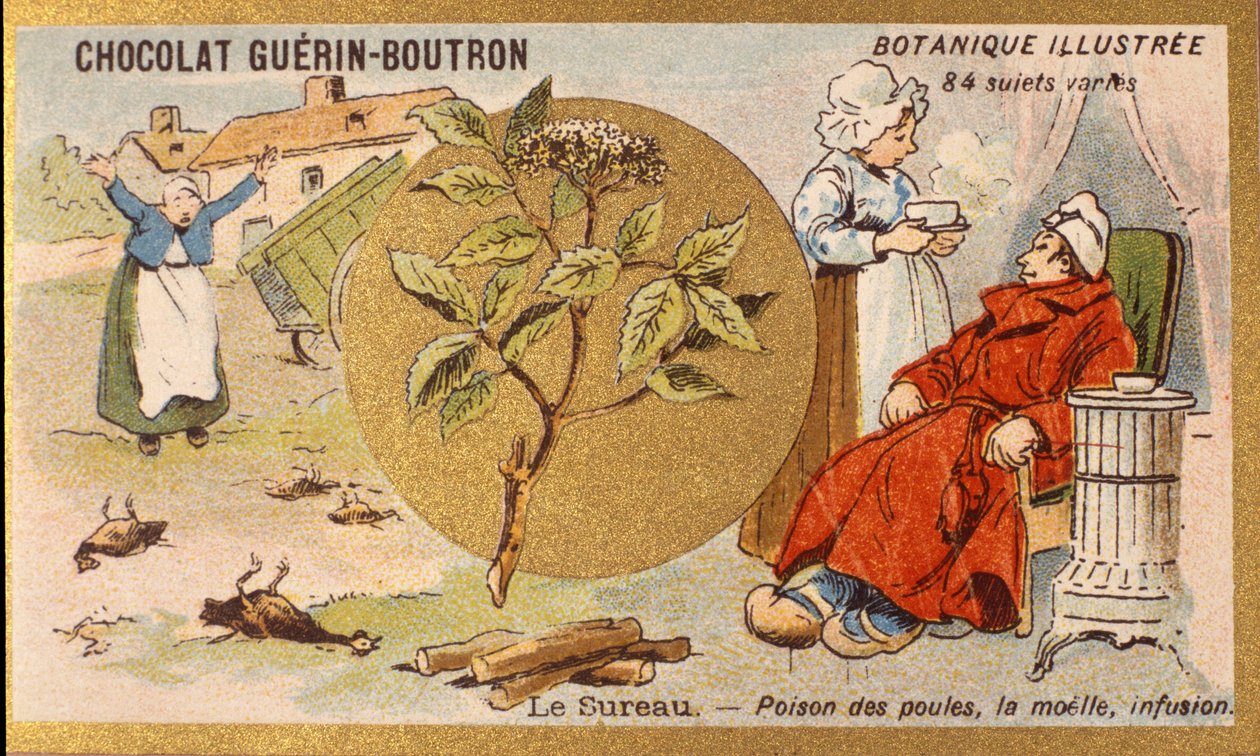 Mürver: tavuk zehiri, ilik, infüzyon. Gravür (kromo). 19. yüzyılın sonlarında Guerin-Boutron çikolataları için reklam kromolitografisi. Illustree Botanik Serisi. by Anonymous Anonymous