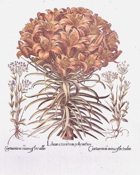 Lily ve Centaurea, Almanca by Anonymous Anonymous