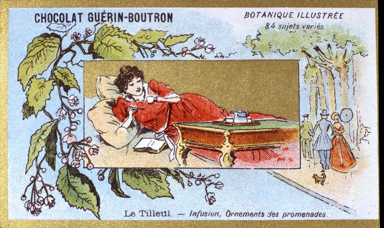 Ihlamur: infüzyon, yürüyüş süsleri. Gravür (kromo). 19. yüzyılın sonlarında Guerin-Boutron çikolataları için reklam kromolitografisi. Illustree Botanik Serisi. by Anonymous Anonymous