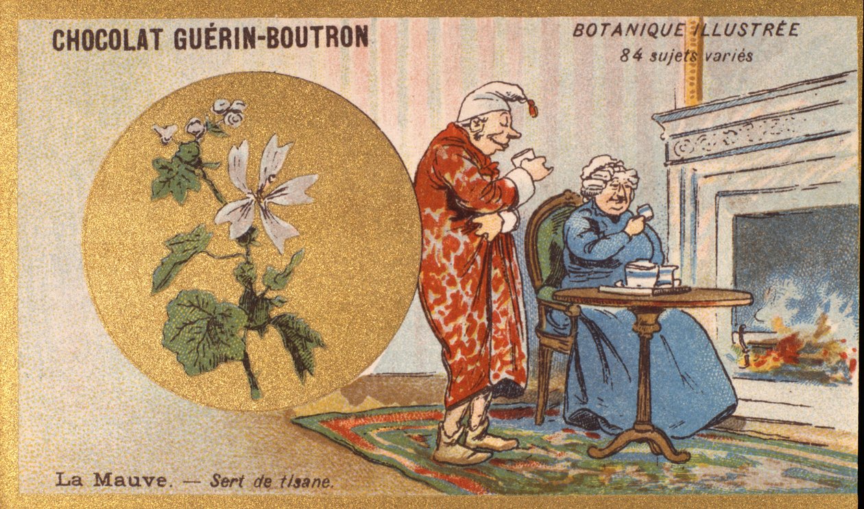 Mor bir bitki çayıdır. Gravür (kromo). 19. yüzyılın sonlarında Guerin-Boutron çikolataları için reklam kromolitografisi. Illustree Botanik Serisi. by Anonymous Anonymous