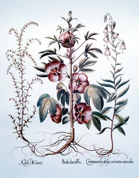 Sabdariffa, Almanca by Anonymous Anonymous
