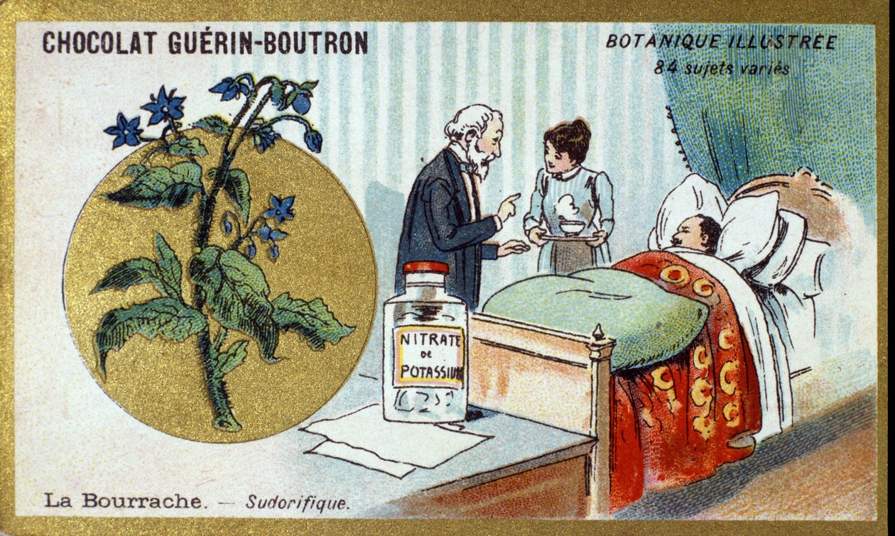 Hodan, terletici. Gravür (kromo). 19. yüzyılın sonlarında Guerin-Boutron çikolataları için reklam kromolitografisi. Illustree Botanik Serisi. by Anonymous Anonymous