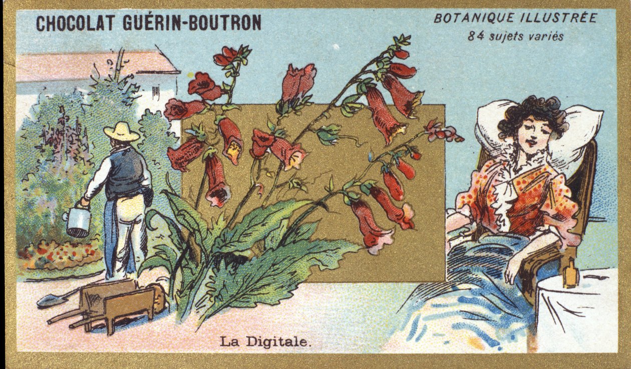 Dijital. Gravür (kromo). 19. yüzyılın sonlarında Guerin-Boutron çikolataları için reklam kromolitografisi. Illustree Botanik Serisi. by Anonymous Anonymous