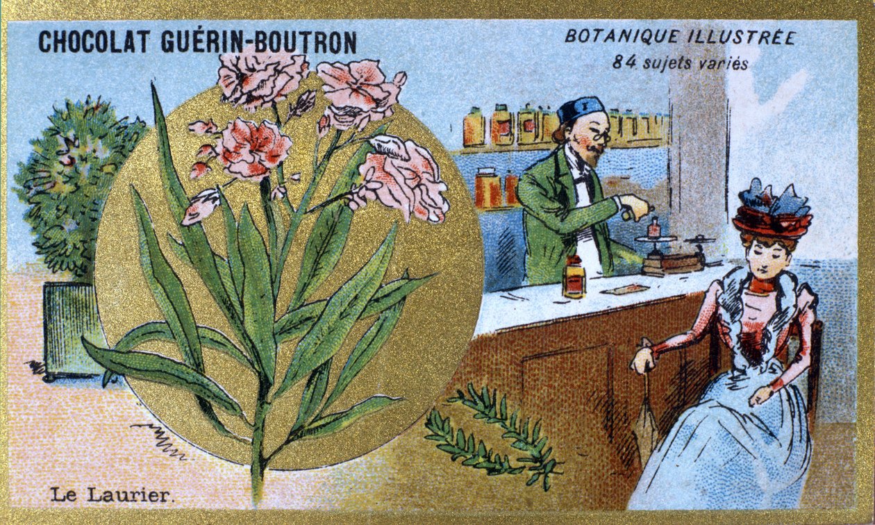 Defne. Gravür (kromo). 19. yüzyılın sonlarında Guerin-Boutron çikolataları için reklam kromolitografisi. Illustree Botanik Serisi. by Anonymous Anonymous