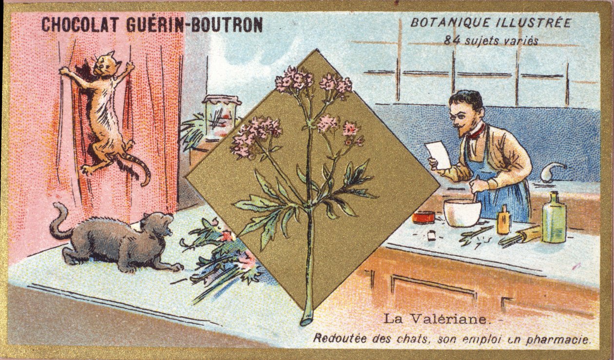 Kediotu: Kedilerden korkar, eczacılıkta çalışır. Gravür (kromo). 19. yüzyılın sonlarında Guerin-Boutron çikolataları için reklam kromolitografisi. Illustree Botanik Serisi. by Anonymous Anonymous