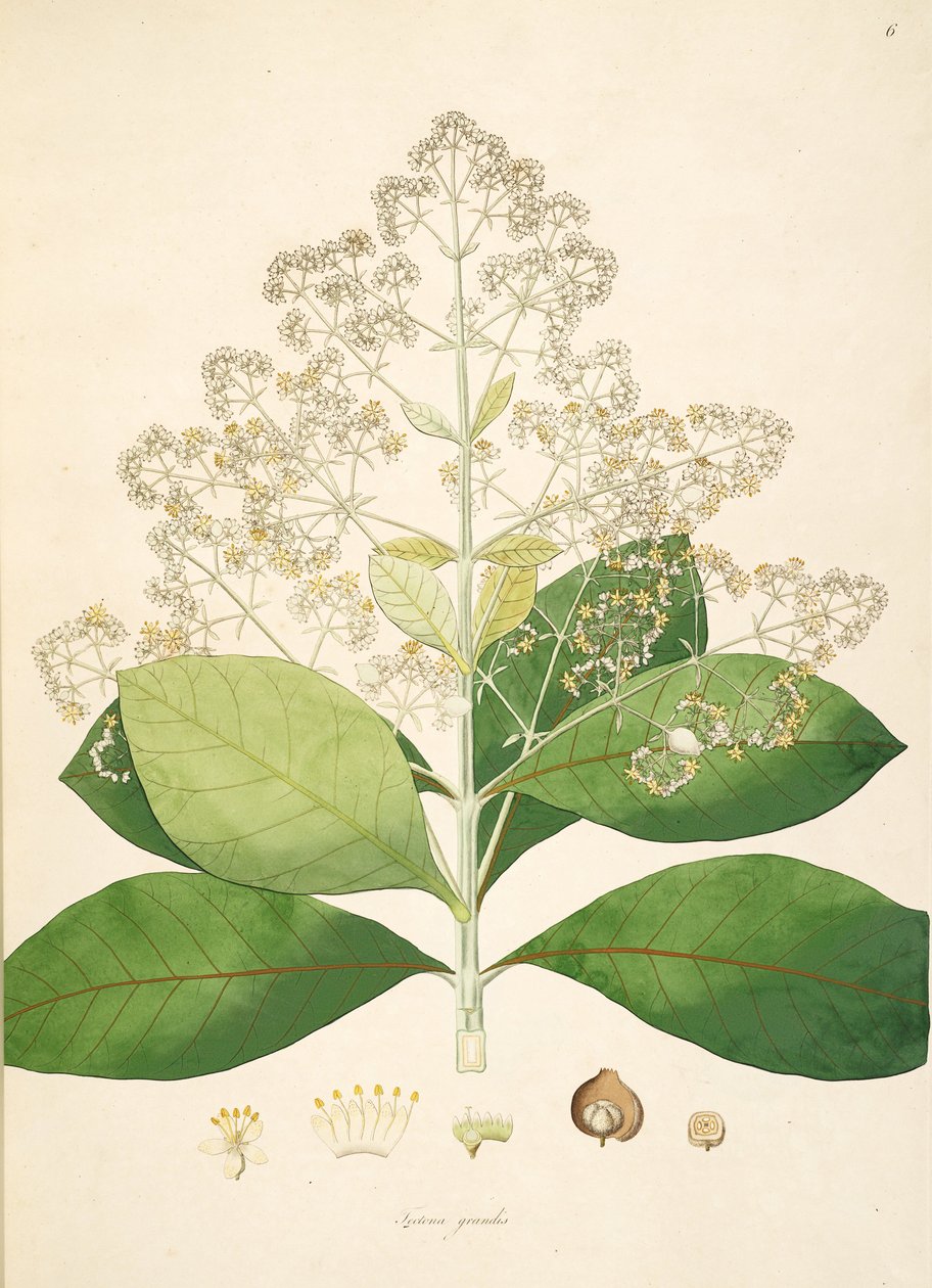 Tectona grandis, Lamiaceae çizimi by anonymus