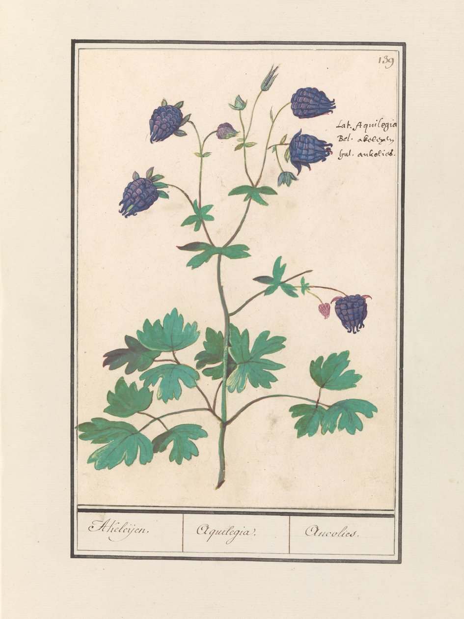 Akelei (Aquilegia) Akeleijen. / Aquilegia. / Aucolied (nesne üzerindeki başlık) by Anselmus Boëtius de Boodt
