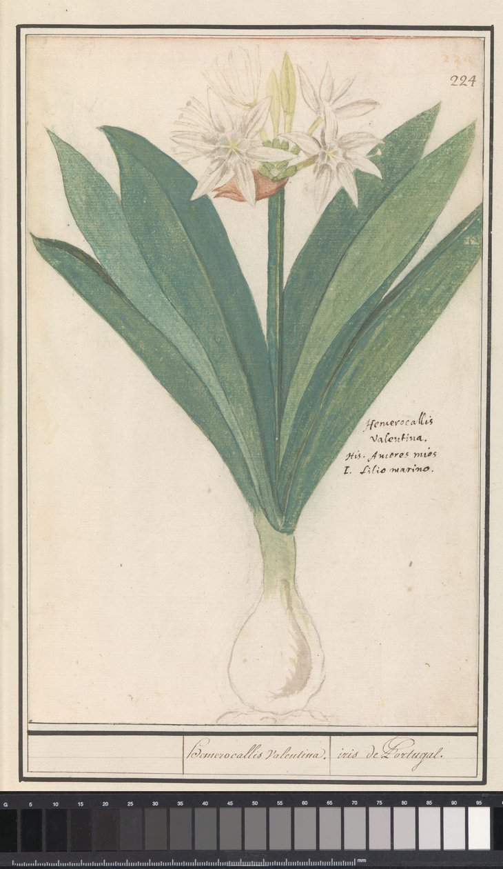 Amaryllis (Hippeastrum) kahramanlık Valentina / Portekiz konumundan iris (nesne üzerindeki başlık) by Anselmus Boëtius de Boodt