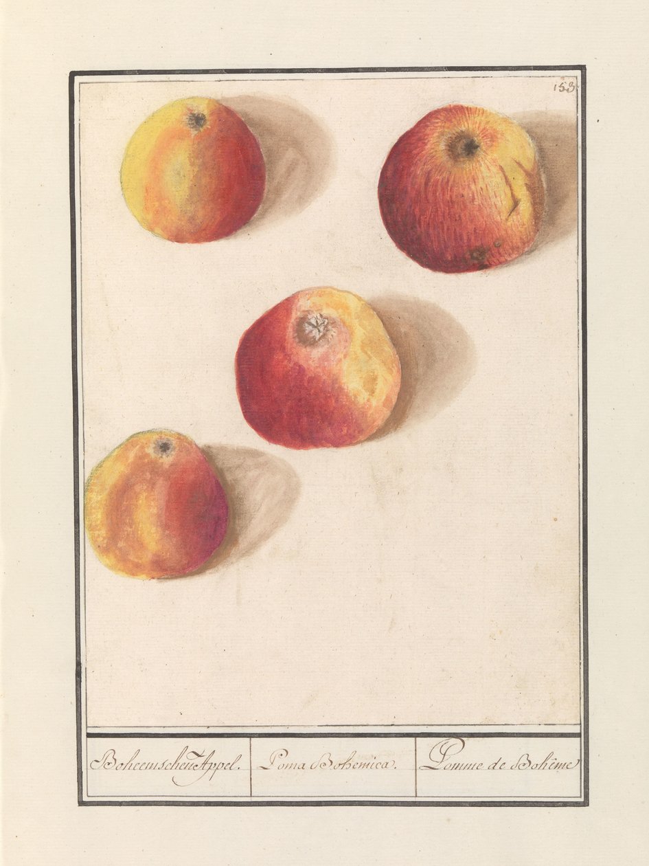 Elma (Malus domestica) Bohem cazibesi. / Poma Bohemica. / Pomme de Bohême (nesne üzerindeki başlık) by Anselmus Boëtius de Boodt