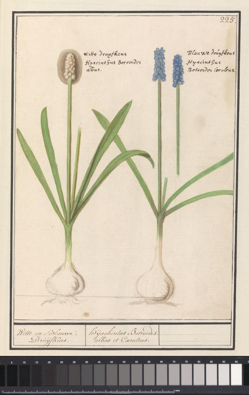 Üzüm sümbülleri ve üzüm sümbülleri (Muscari botryoides) Beyaz ve Mavi Druijfkens. / Dhijachintus Botroides. albus et coeruleus (nesne üzerindeki başlık) by Anselmus Boëtius de Boodt