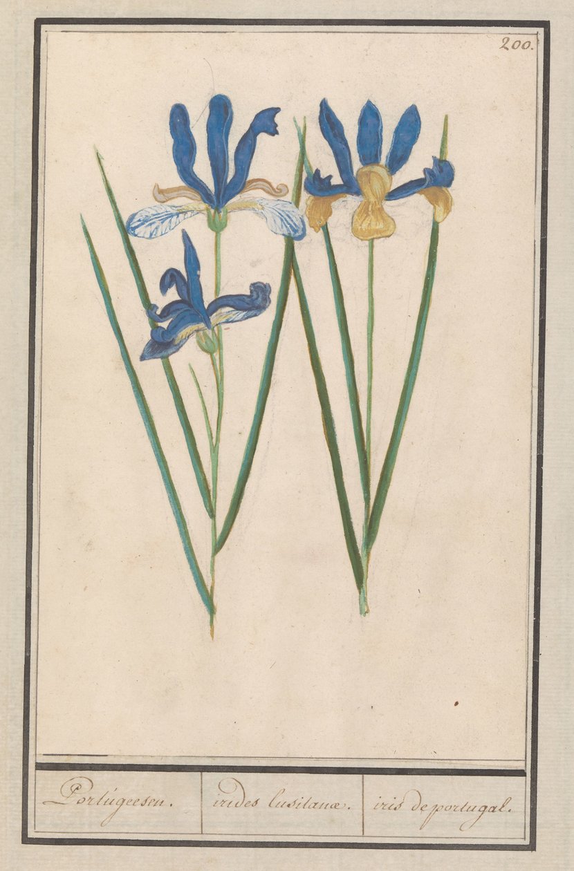 Blauwe lis (İris sibirica) Portekizli. / iris lusitane. / iris portekiz. (nesne üzerindeki başlık) by Anselmus Boëtius de Boodt