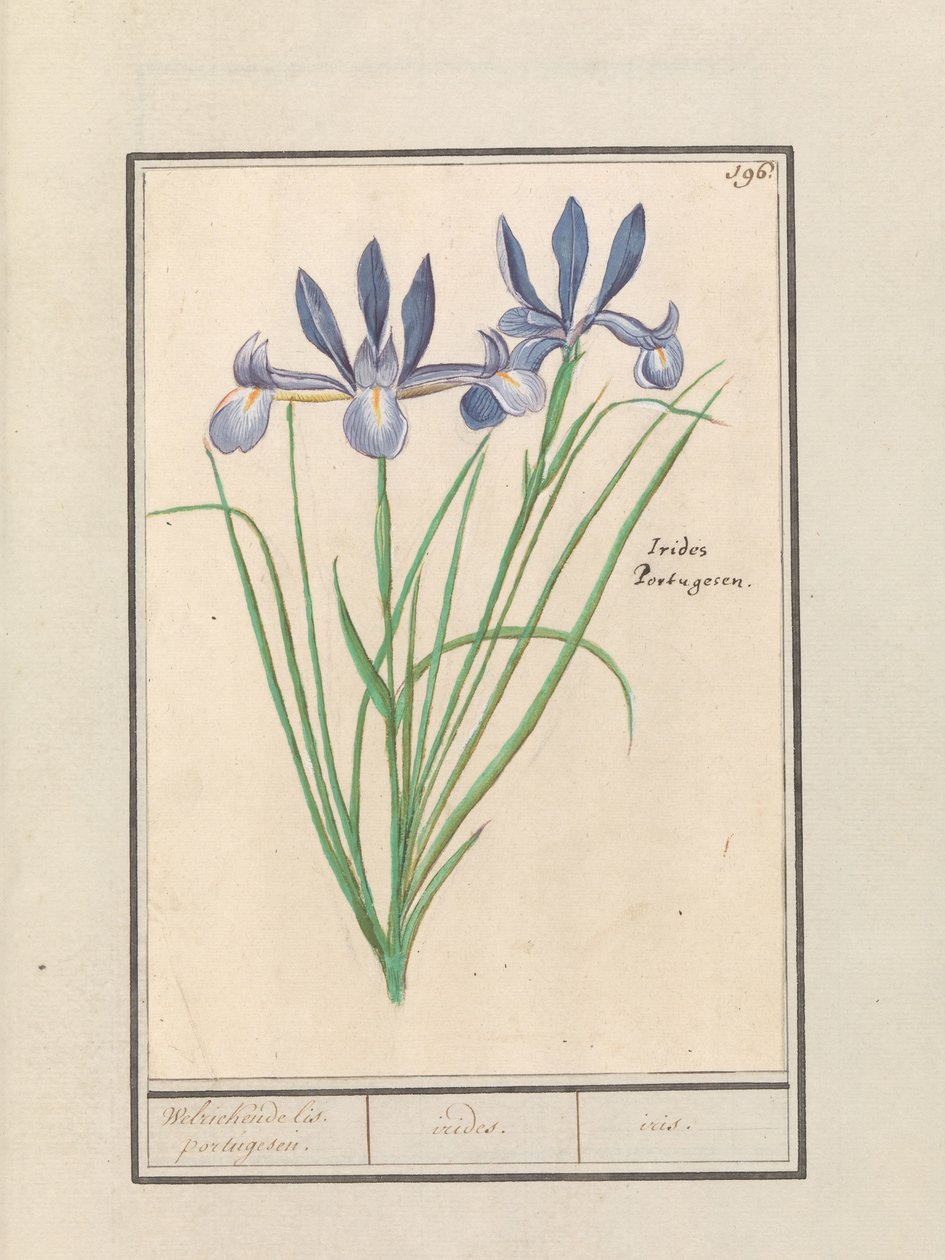 Mavi İris (İris sibirica) Tatlı kokulu orris. Portekizce. / iris. / iris. (nesne üzerindeki başlık) by Anselmus Boëtius de Boodt