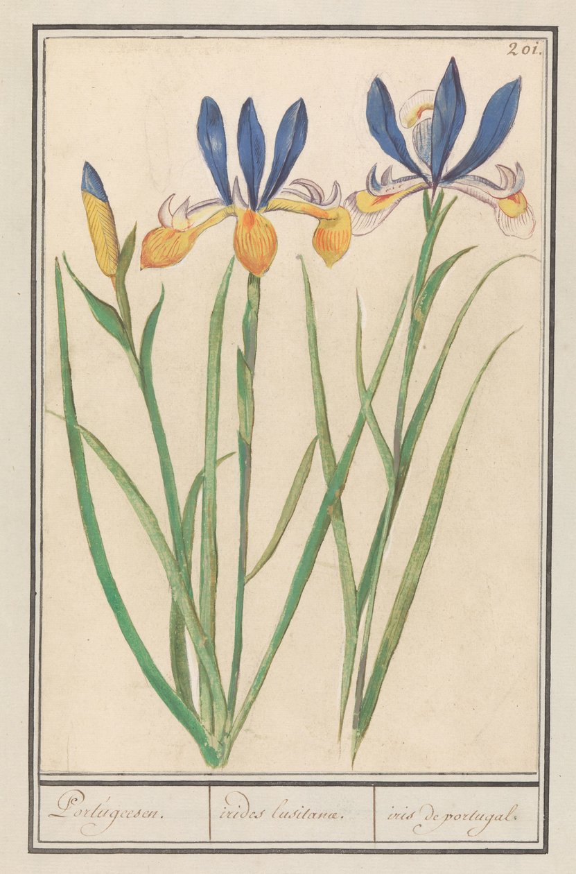 Blauwgele lis (Sibirya irisi) Portekizce / Lusitan gökkuşakları / iris, portekiz konumundan (nesne üzerindeki başlık) by Anselmus Boëtius de Boodt