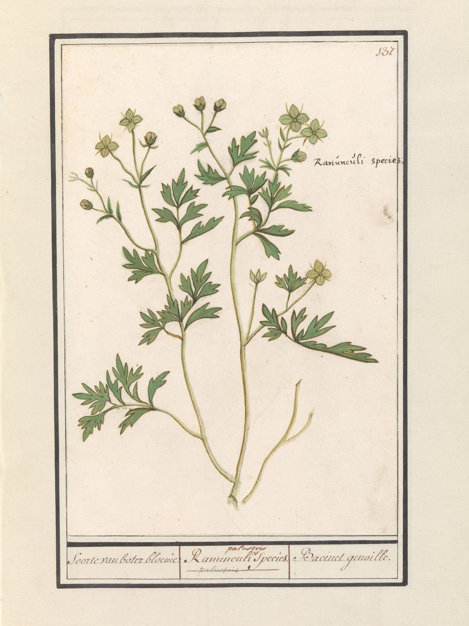 Düğünçiçeği Düğünçiçeği Türleri / Ranunculi palustris Türleri. / Bacinet genoille. (nesne üzerindeki başlık) by Anselmus Boëtius de Boodt