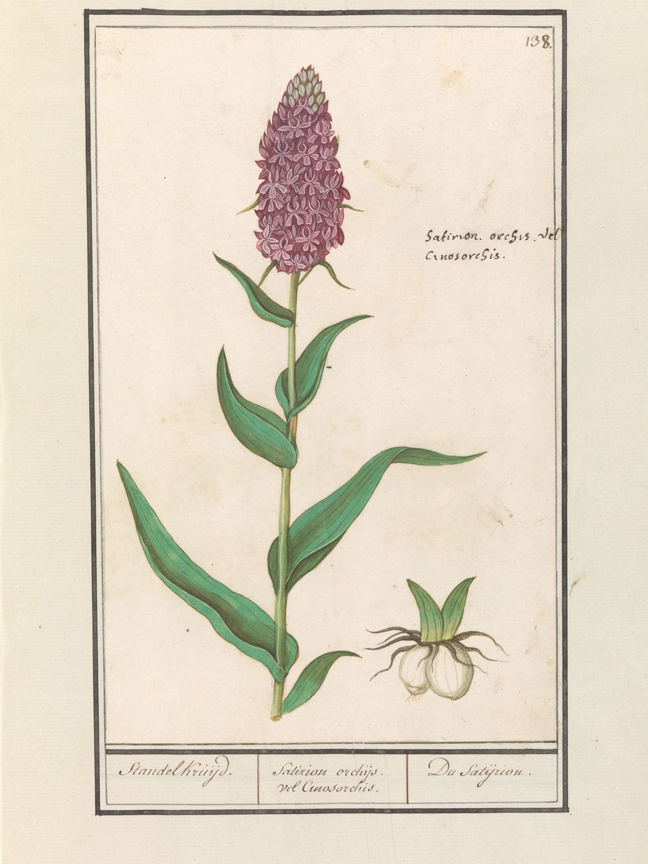 Geniş orkide (Dactylorhiza majalis) Standelcruijd. / Satirion orkideleri veya Cynosorchis. / Satijrion. (nesne üzerindeki başlık) by Anselmus Boëtius de Boodt