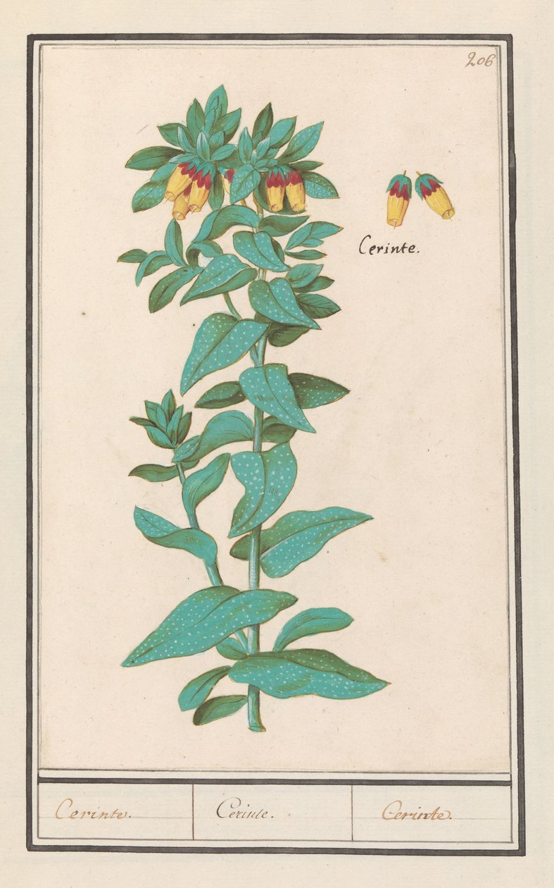 Cerinthe (Cerinthe majör) Gereksinimler. / Gereksinimler. / Gereksinimler. (nesne üzerindeki başlık) by Anselmus Boëtius de Boodt
