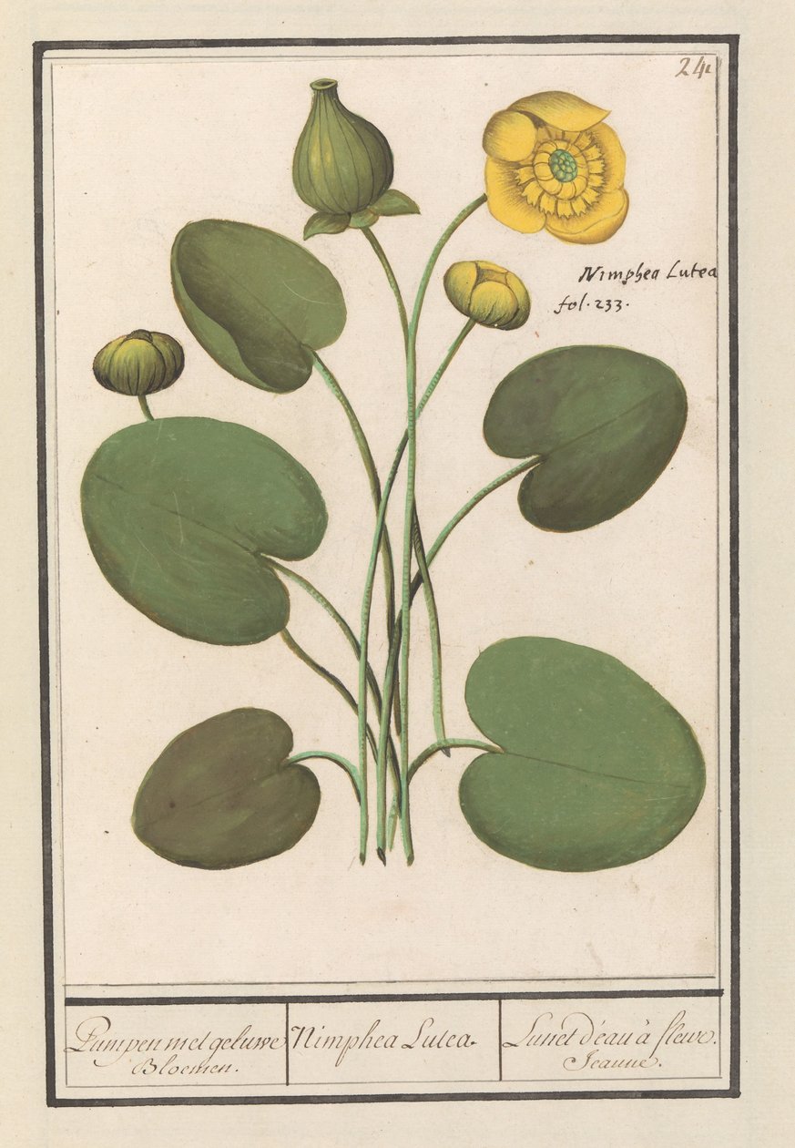 Sarı disket (Nuphar lutea) Sarı çiçekli pompalar. / Nimphea Lutea. / Lunet d