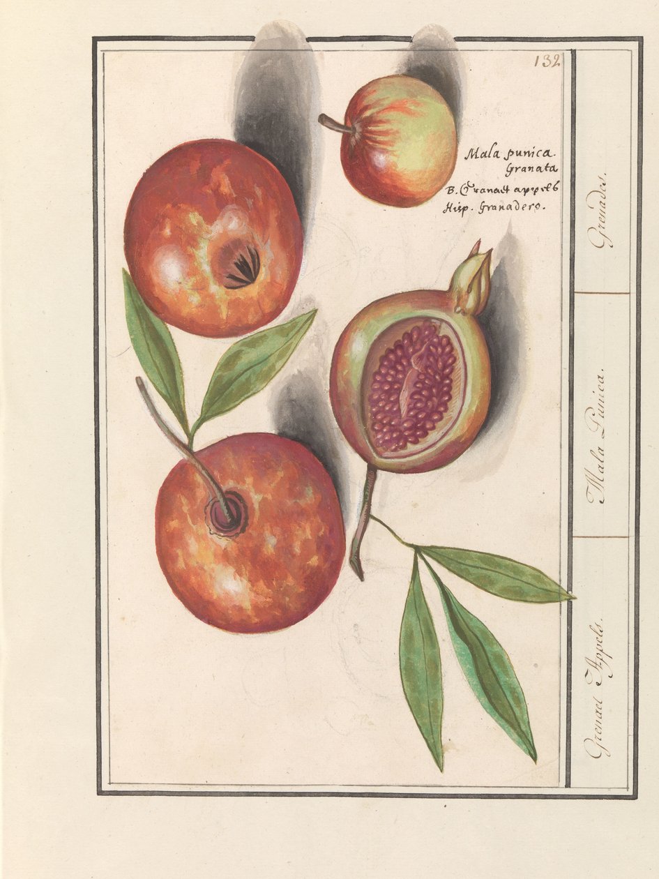Nar (Punica granatum) Grenaert Elmaları. / Mala Punica. / El bombaları. (nesne üzerindeki başlık) by Anselmus Boëtius de Boodt