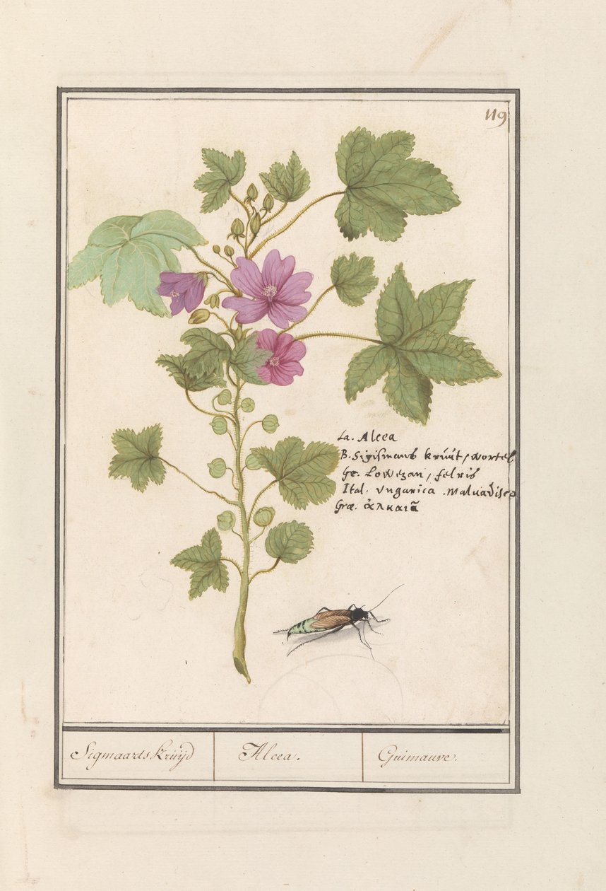 Büyük ebegümeci (Malva sylvestris) Sigmaard