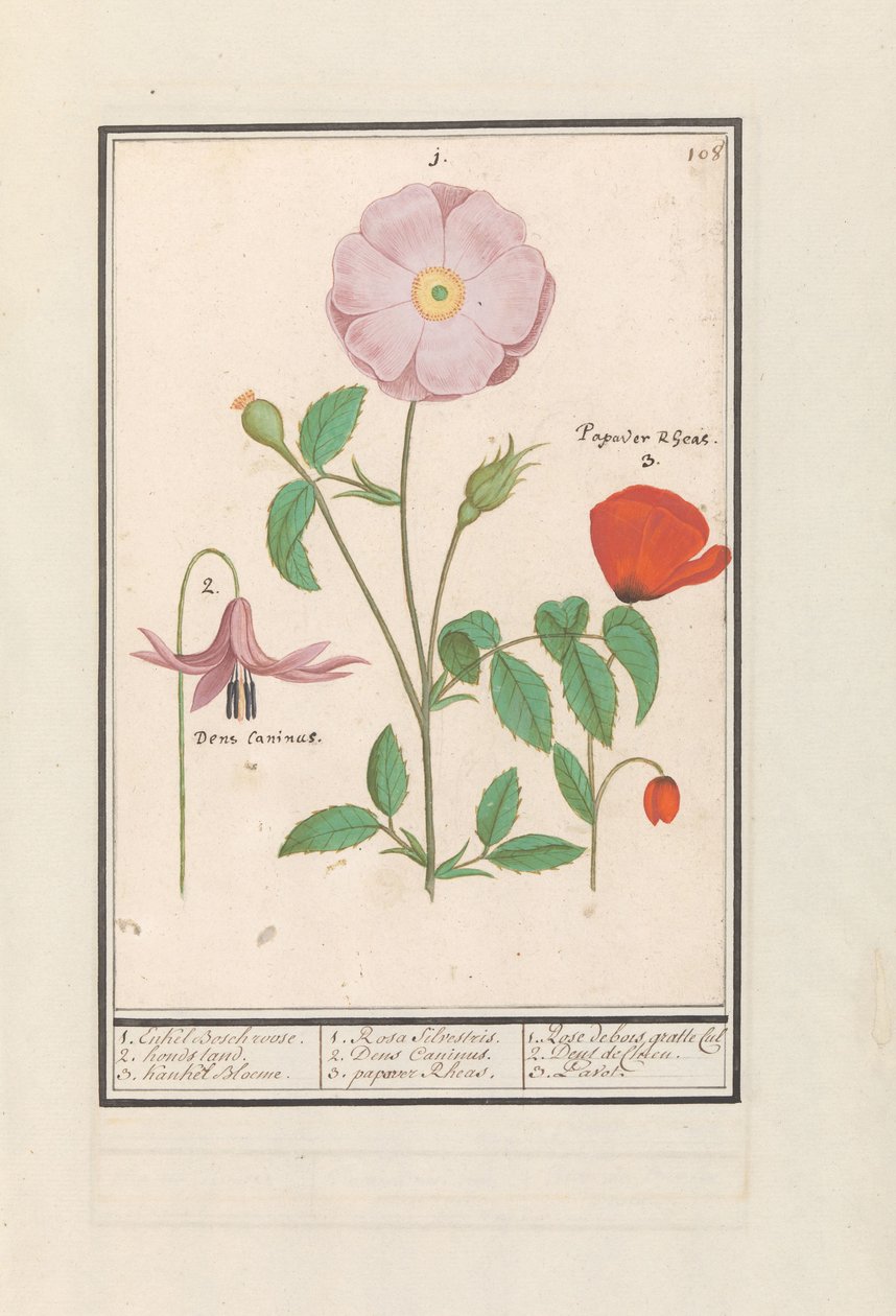 Köpek dişi (Erythronium), yabani gül (Rosa) ve haşhaş (Haşhaş) 1. Sadece Bosch yükseldi. 2. köpek standı. 3. Kankel Bloeme. / 1. Rosa Silvestris. 2. Dens Canisus 3. Haşhaş Rheas. / 1. Rose de bois gratte cul 2. Dent de Chien. 3. Pavot. (nesne üzerindeki ba by Anselmus Boëtius de Boodt