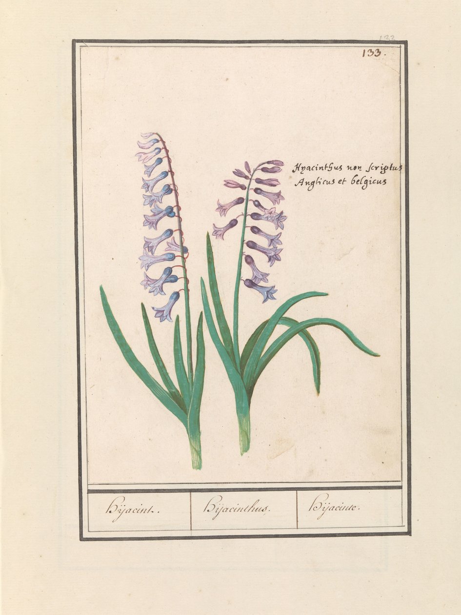 Sümbül (Hyacinthus orientalis) hijasin / Sümbül / Hijacinte (nesne üzerindeki başlık) by Anselmus Boëtius de Boodt
