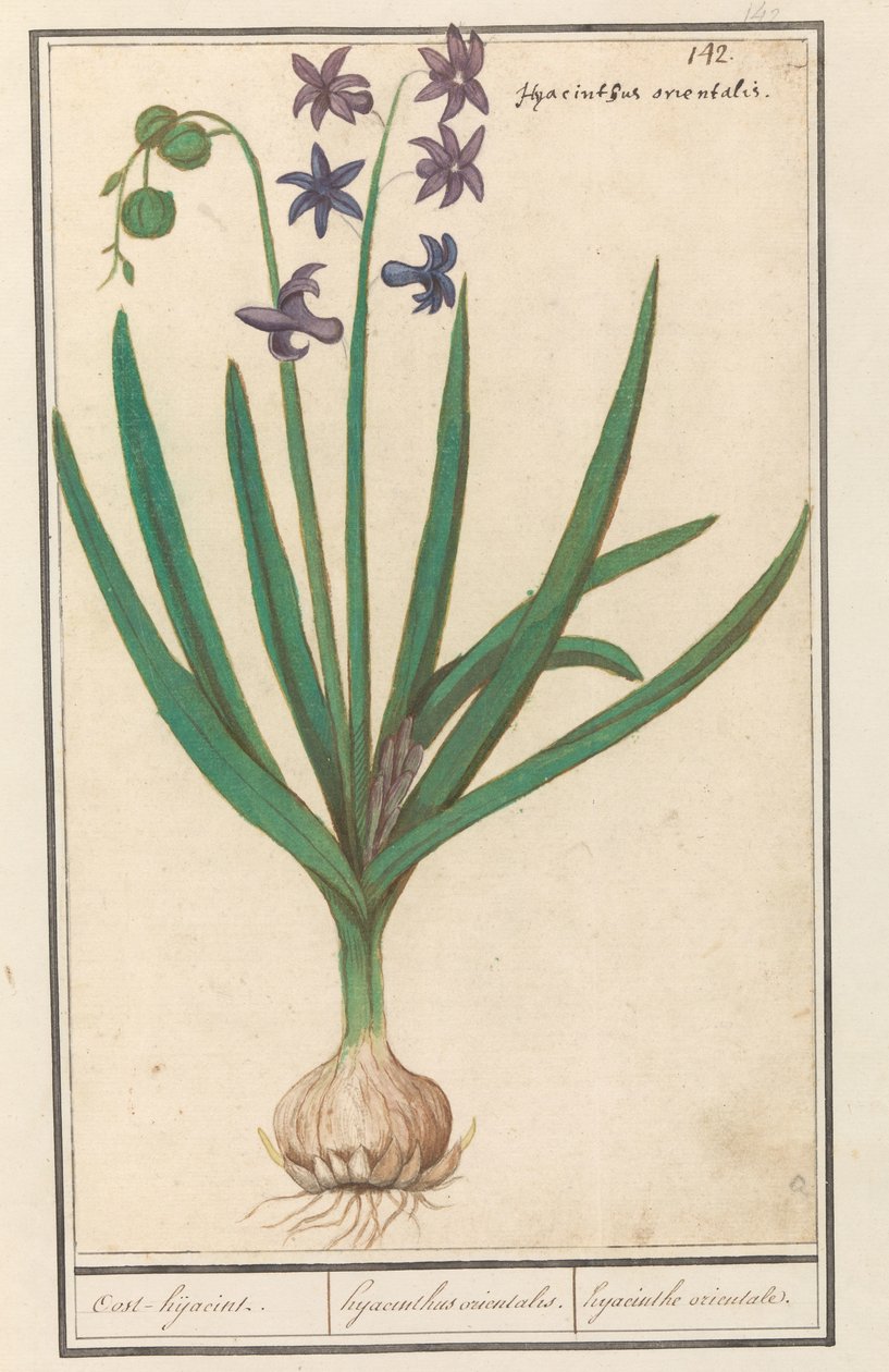 Sümbül (Hyacinthus orientalis) oost-hijacint / Oryantal sümbül. / oryantal sümbül (nesne üzerindeki başlık) by Anselmus Boëtius de Boodt