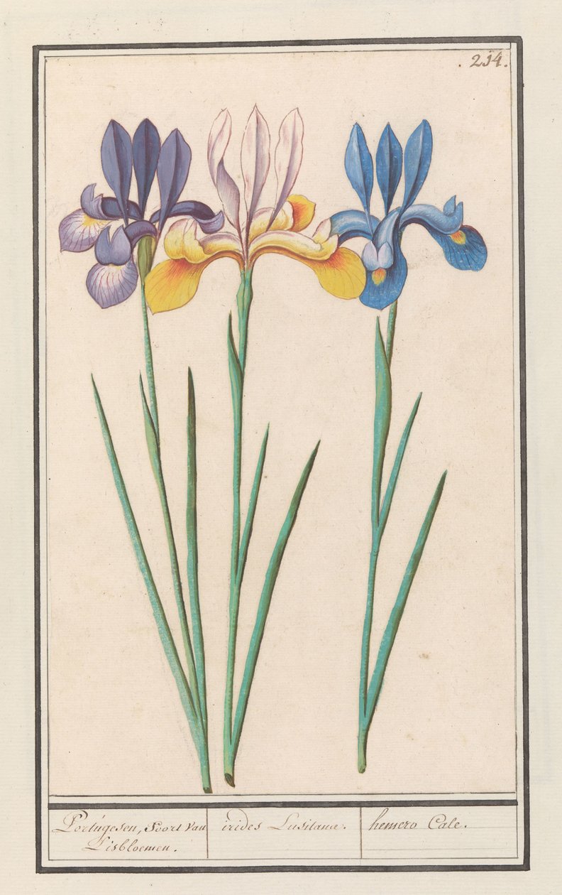 İris (İris siberica) Portekizce, van Lisbloemen gibi. / irides Lusitanae. / hemero Cale. (nesne üzerindeki başlık) by Anselmus Boëtius de Boodt