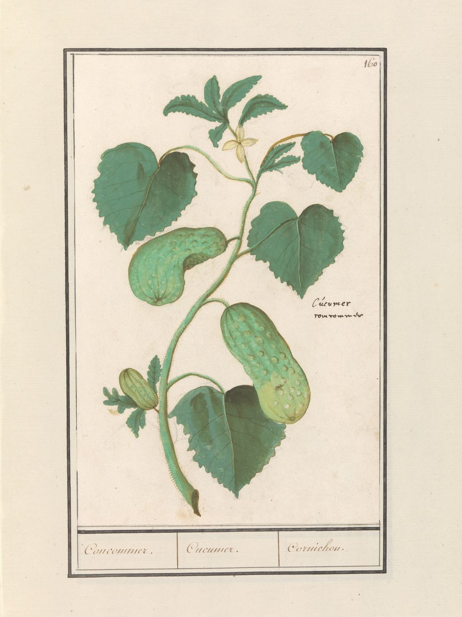 Komkommer (Salatalık sativa) Anlaşmak / Salatalık. / Kornişon. (nesne üzerindeki başlık) by Anselmus Boëtius de Boodt