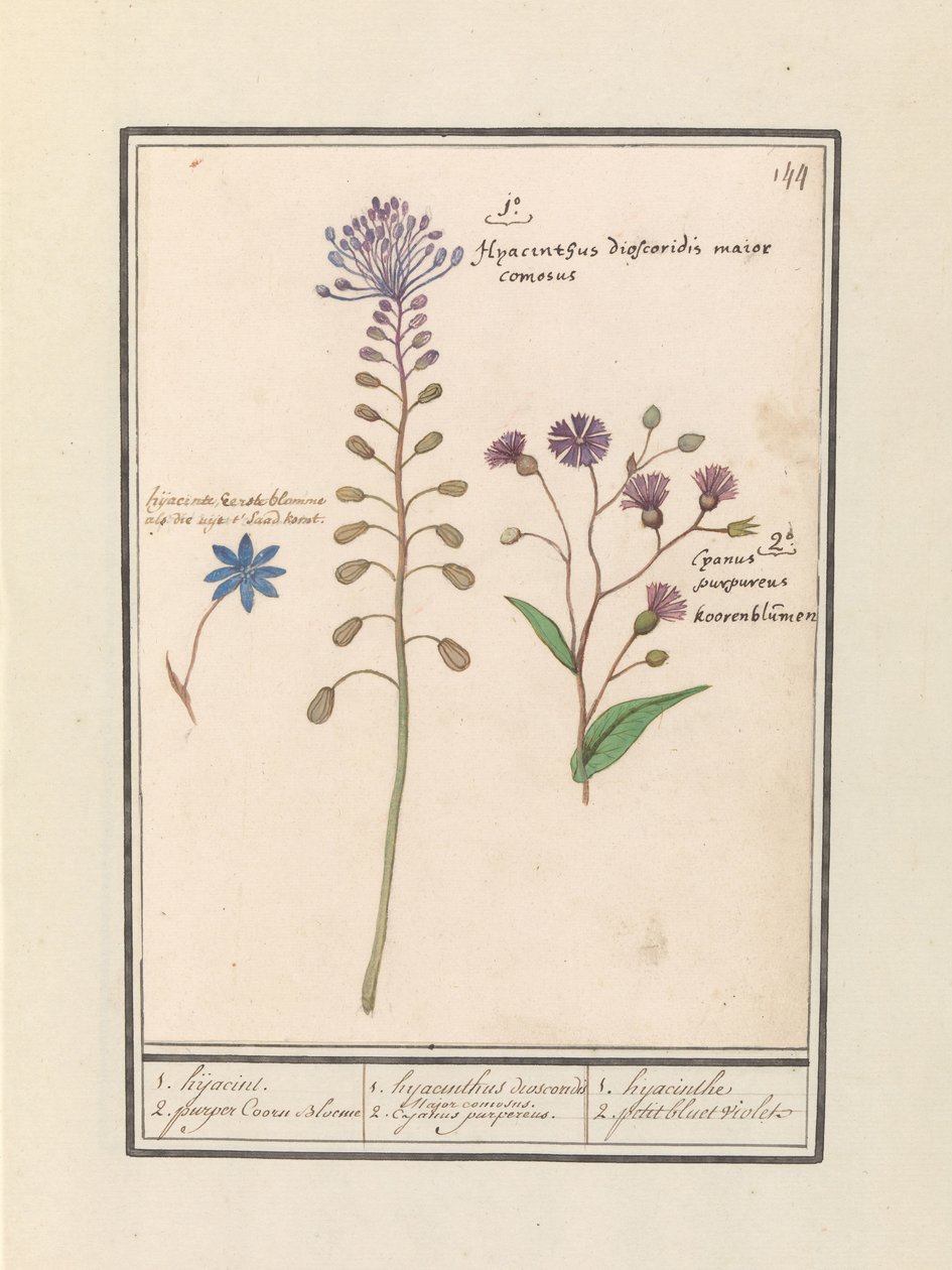 Kuifhyacint (Muscari comosum) en korenbloem (Centaurie) 1. Kaçırma 2. mor Coorn Bloeme / 1. sümbül dioscorides. Yakışıklı bir belediye başkanı. 2. Cajanus moru. / 1. sümbül 2. petit bluet violet (nesne üzerindeki başlık) by Anselmus Boëtius de Boodt