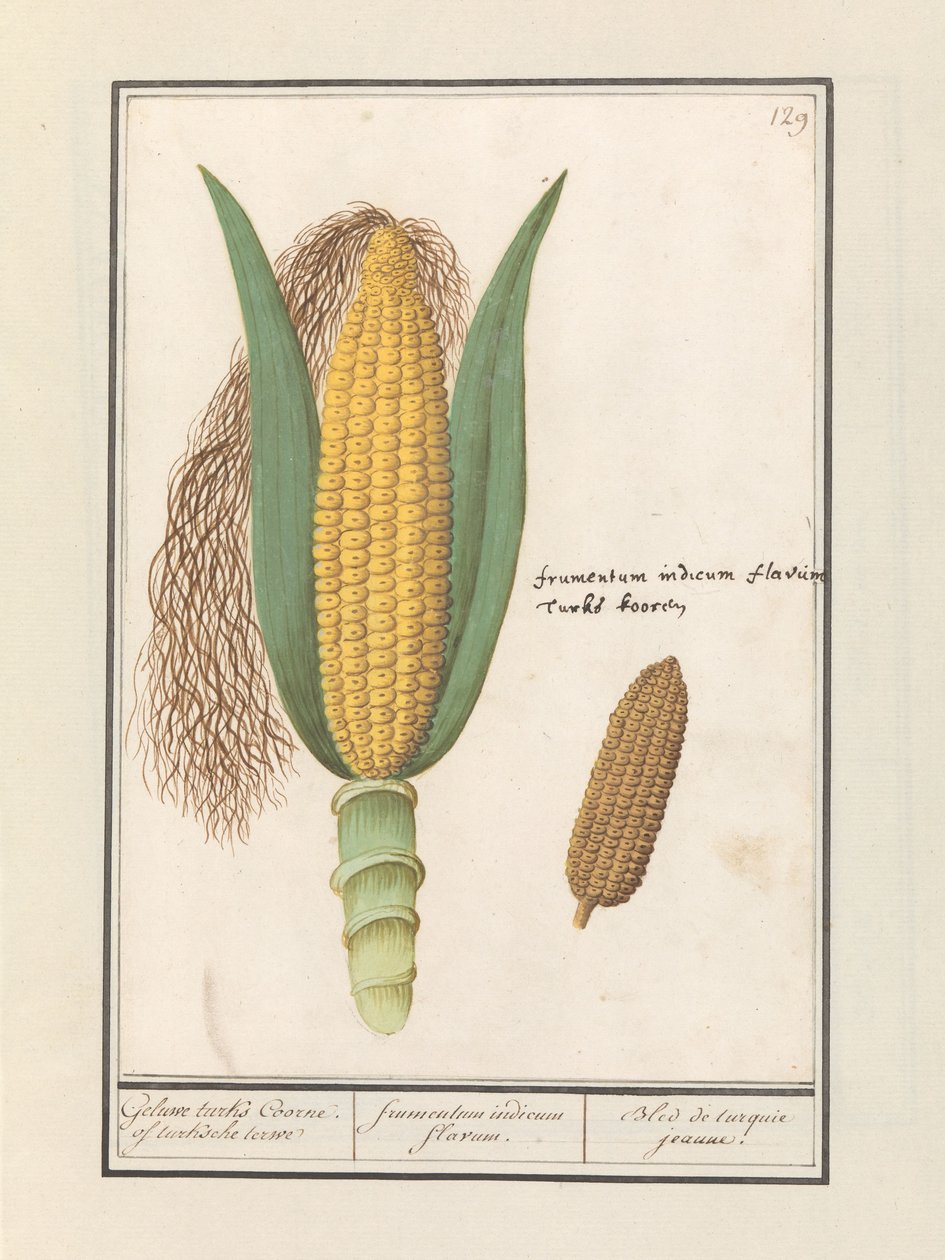 Mısır (Zea mays) Geluwe turks Coorne. turksche terwe / sarı Hint mısırı / Bled de turquie jeaune (nesne üzerindeki başlık) by Anselmus Boëtius de Boodt
