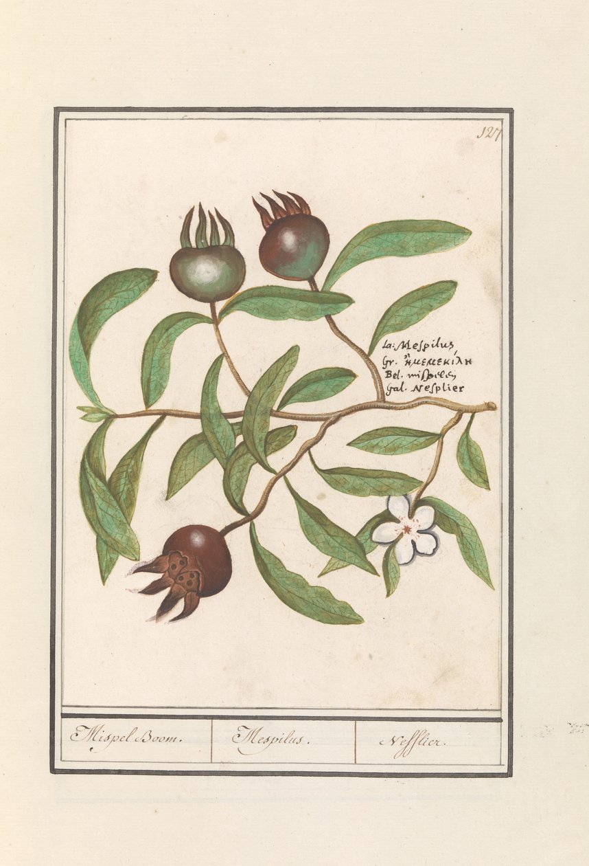 Muşmula (Mespilus germanica) Muşmula Ağacı. / Mespilus. / Nefflier (nesne üzerindeki başlık) by Anselmus Boëtius de Boodt