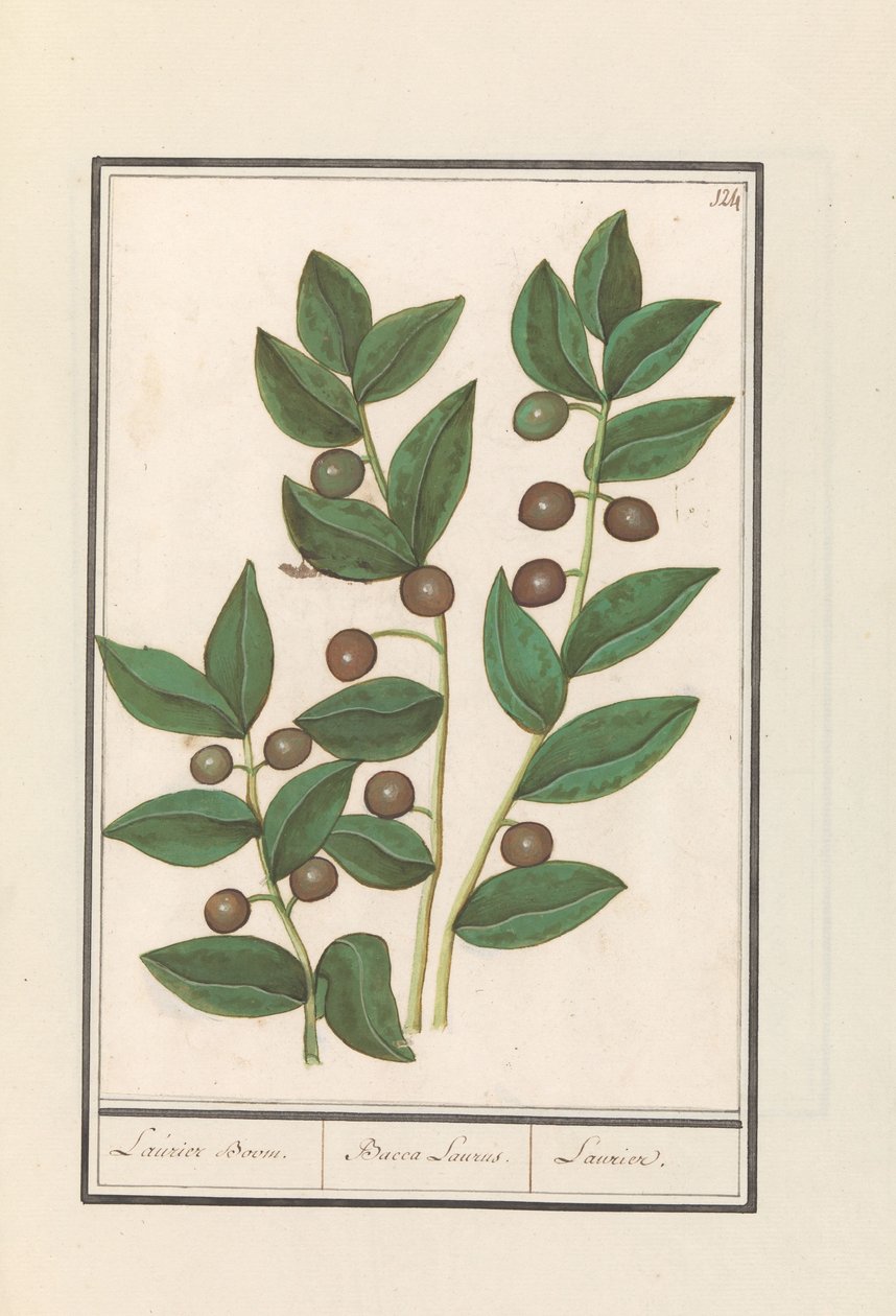 Zeytin (Olea europaea) Defne ağacı. / Bacca Laurus. / Laurel (nesne üzerindeki başlık) by Anselmus Boëtius de Boodt