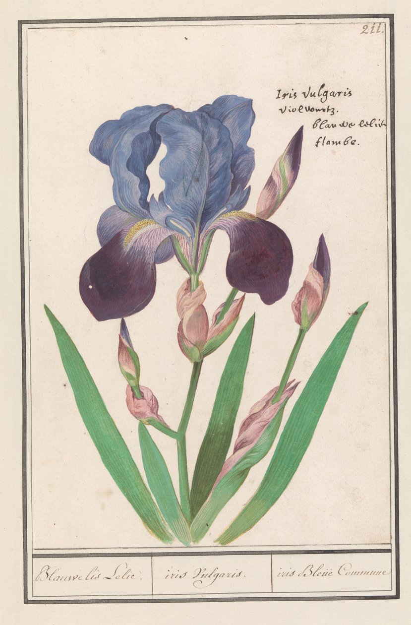 Mor iris (İris germanica) Mavi İris Zambak. / iris Vulgaris. / iris Blue Commune (nesne üzerindeki başlık) by Anselmus Boëtius de Boodt