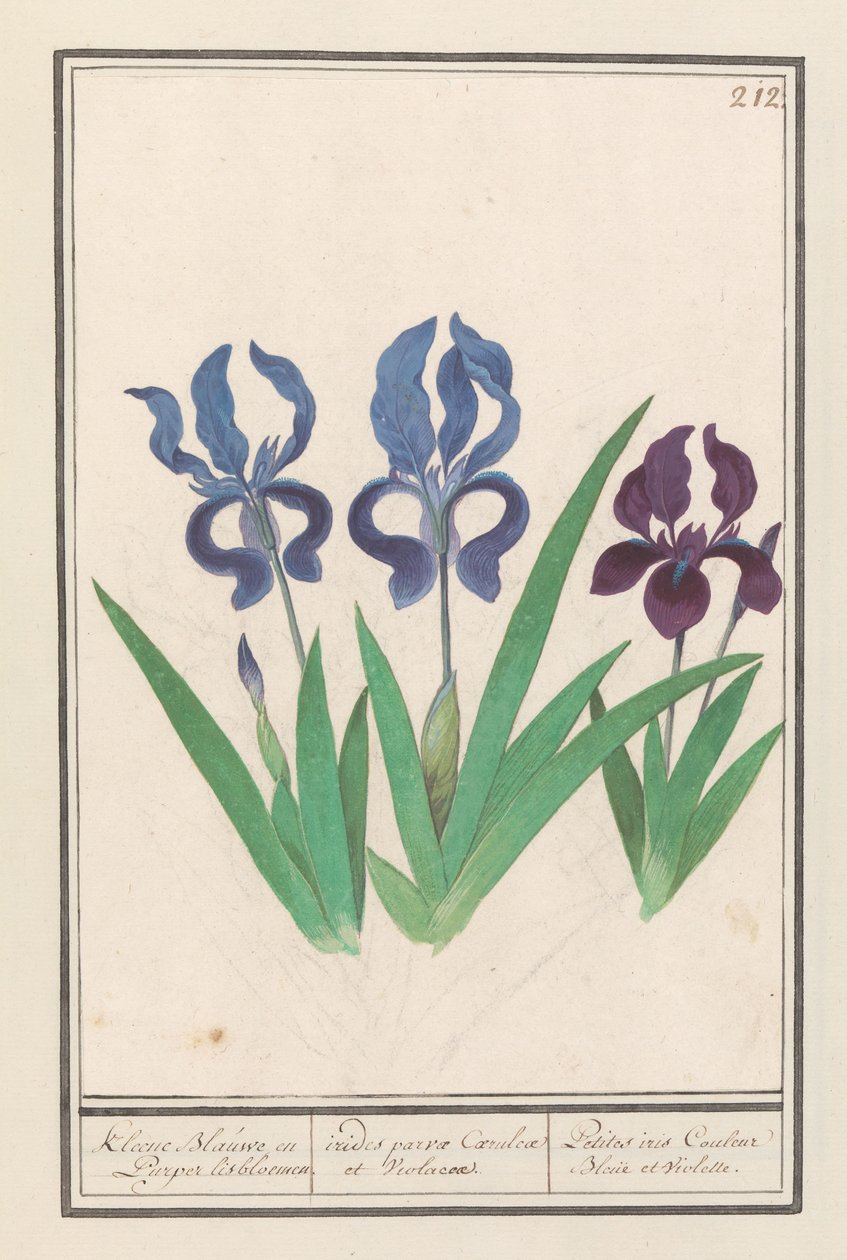 Paarse iris (İris germanica) Kleene Blauwe en Puper lisbloemen / küçük mor ve menekşe gökkuşakları. / Petites süsen Couleur Bleue et Violette (nesne üzerindeki başlık) by Anselmus Boëtius de Boodt