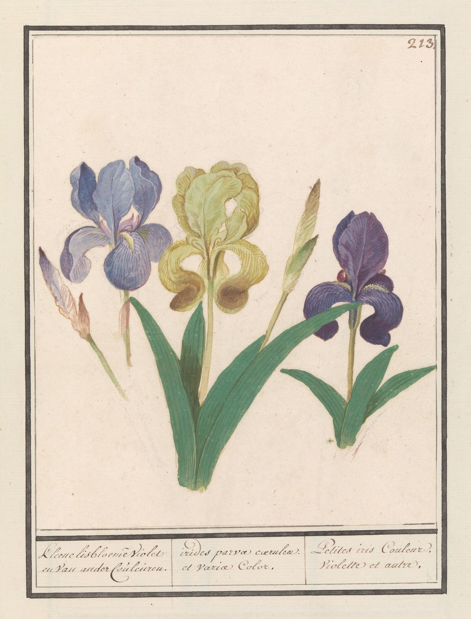 Paarse iris (İris germanica) Kleene lisbloemen Violet en van ander Couleuren. / mavi ve çeşitli renklerde küçük gökkuşakları. / Petite iris Couleur Violette et al. (nesne üzerindeki başlık) by Anselmus Boëtius de Boodt