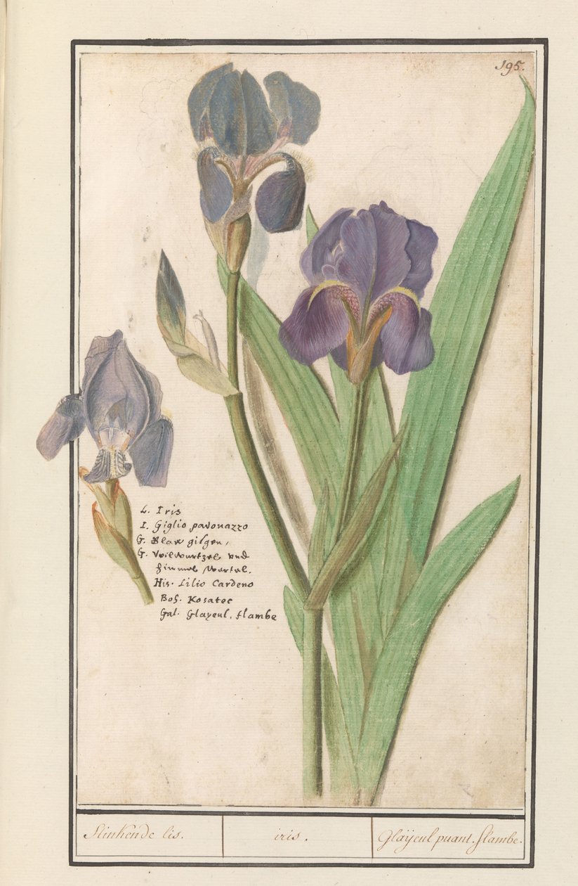 Paarse iris (İris germanica) Stinkende lis. /iris. / Kokuşmuş gladioli. alevler. (nesne üzerindeki başlık) by Anselmus Boëtius de Boodt
