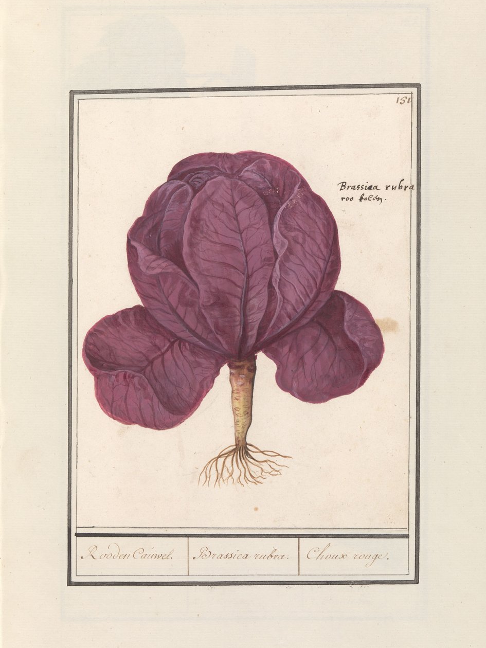 Kırmızı lahana (Brassica oleracea convar. capitata var. rubra) Kırmızı Cauwel. / Brassica rubra. / Choux rouge (nesne üzerindeki başlık) by Anselmus Boëtius de Boodt