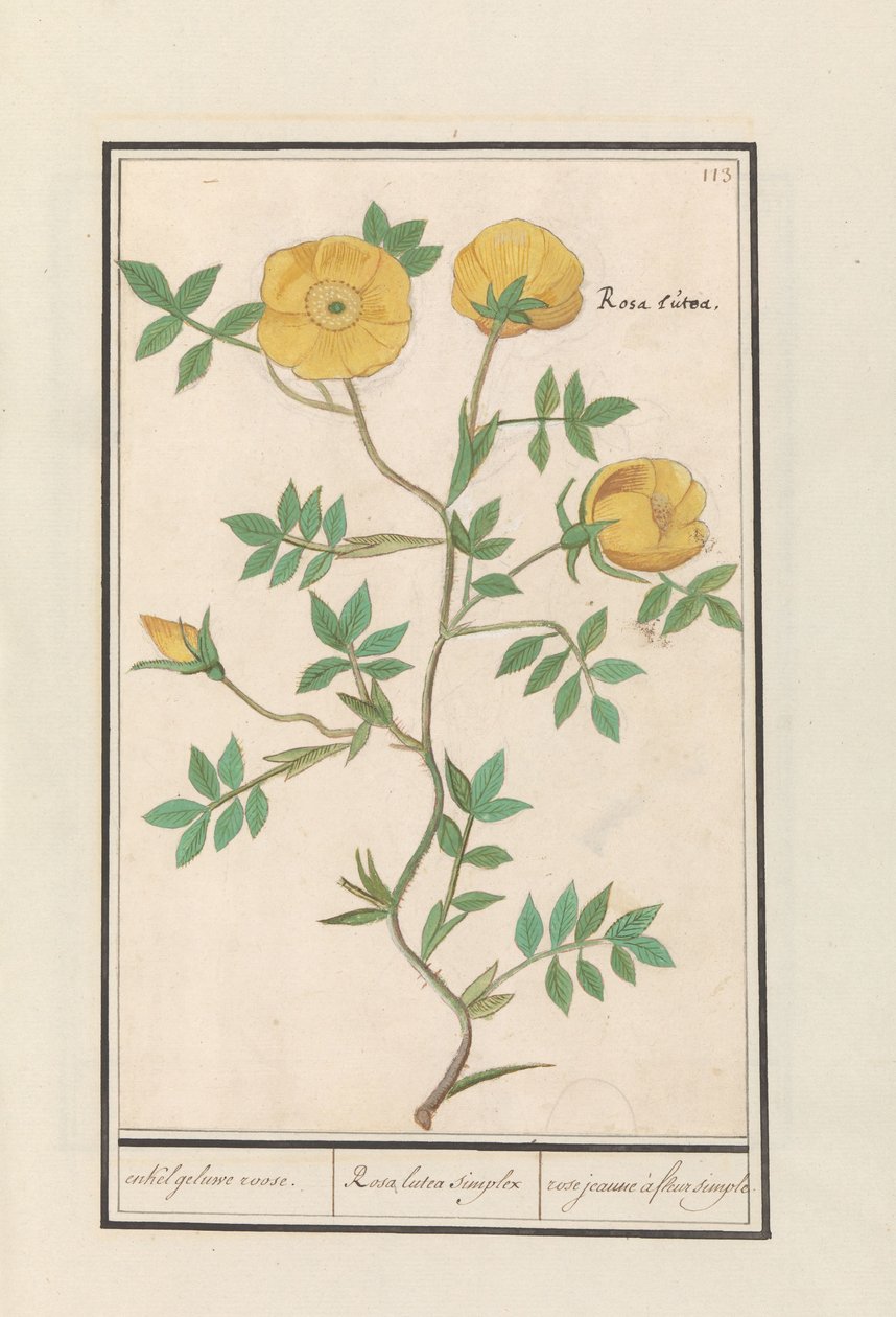 Gül (Rosa) tek sarı gül. / Rosa lutea simpleks / gül jeaune à fleur simple (nesne üzerindeki başlık) by Anselmus Boëtius de Boodt