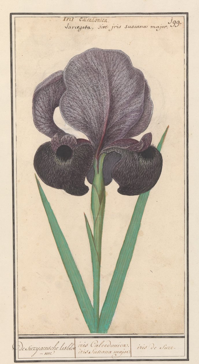 Rouw iris (İris susiana) suzyaensche lisbloeme / iris Calcedonica