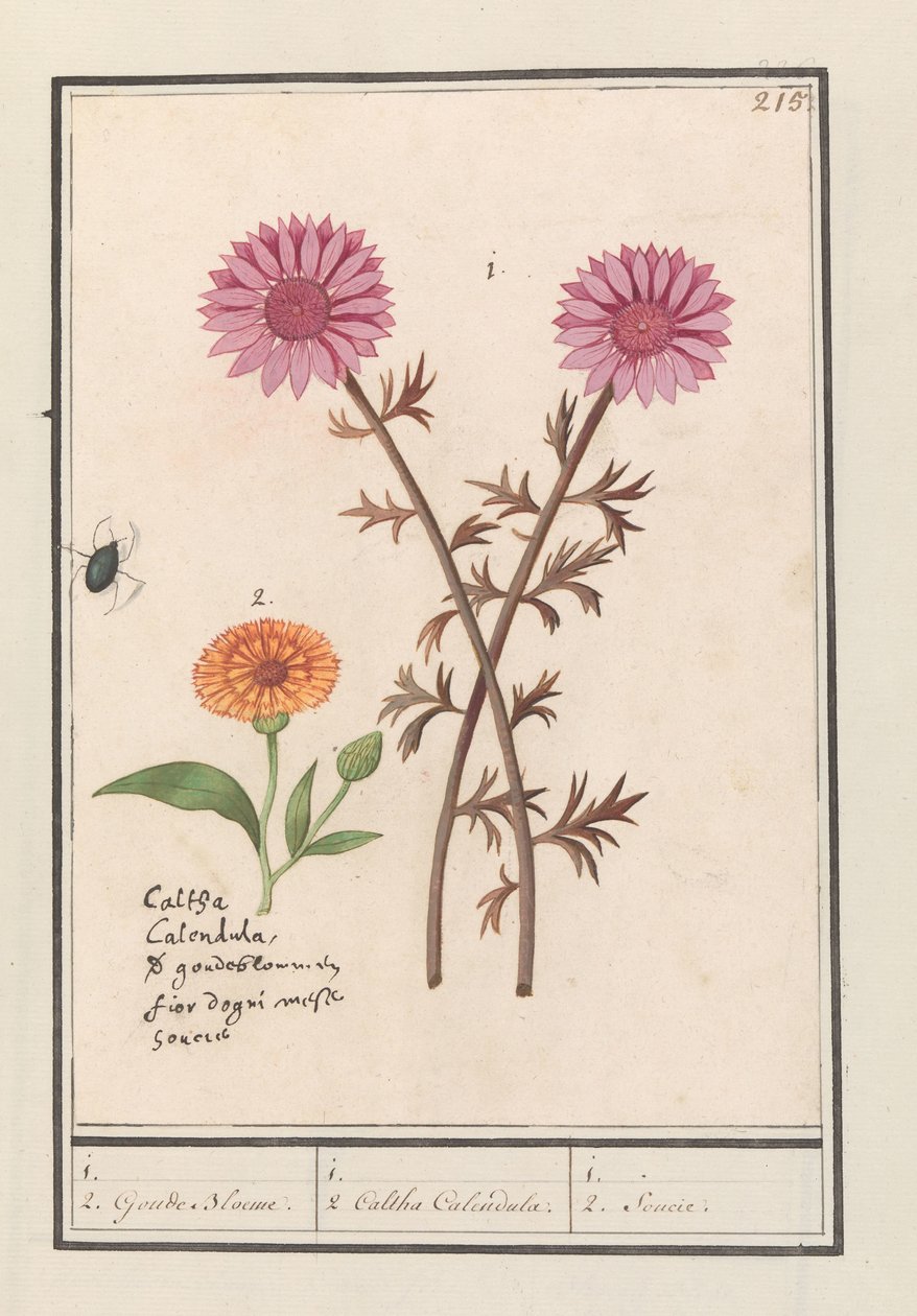 Pembe çiçek (bilinmiyor) ve kadife çiçeği (Caendula officinalis) 1. 2. Altın Çiçekler. / 1. 2. Caltha Calendula. / 1. 2. Soucie. (nesne üzerindeki başlık) by Anselmus Boëtius de Boodt
