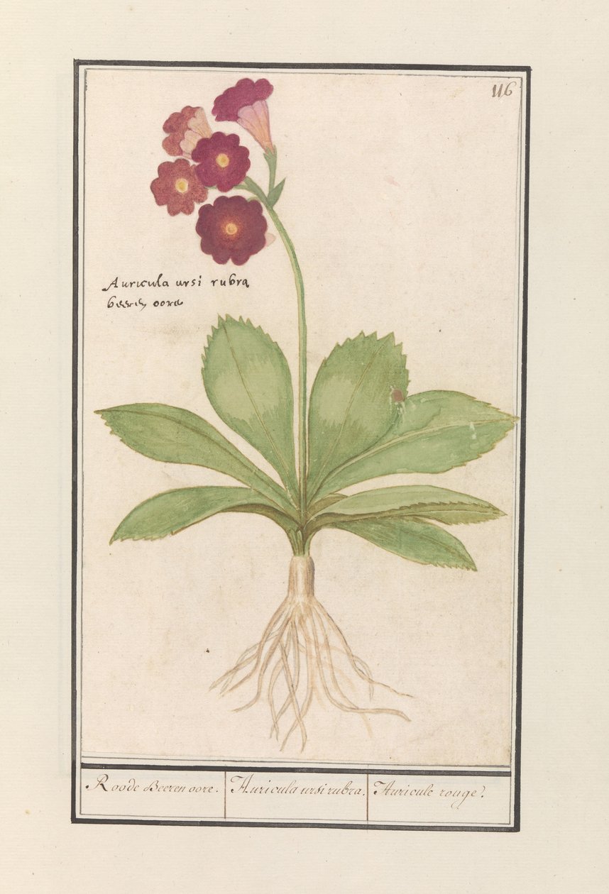 çuha çiçeği (Çuha çiçeği) Kırmızı Ayı Kulakları. / Auricula ursi rubra. / Auricule allık (nesne üzerindeki başlık) by Anselmus Boëtius de Boodt